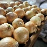 Onions farmers market Gap, PA