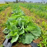 Lettuce farmers market Gap, PA